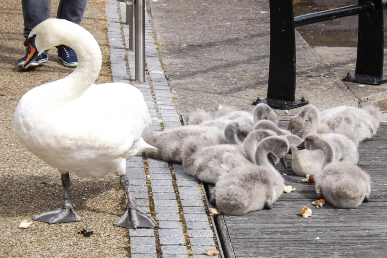 a white swan that is standing by some babies