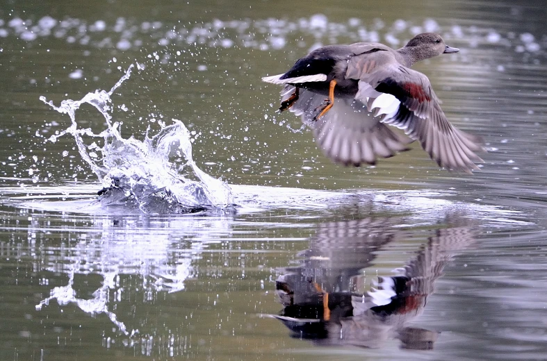 a bird is flying above water as it splashes