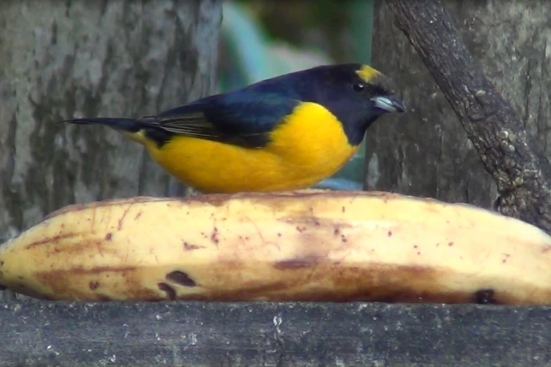 a small bird sitting on top of a wooden banana