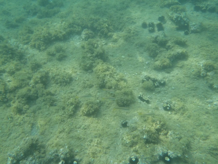 a group of sea stars and clams are on the bottom of the water