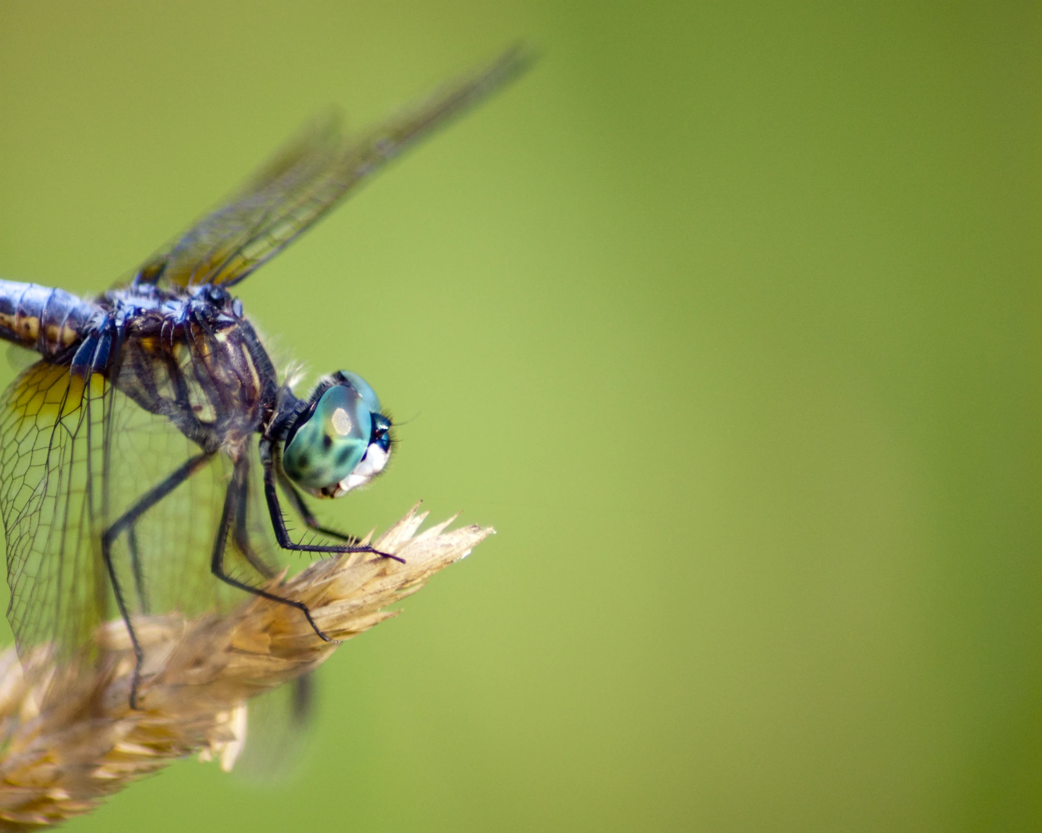 a large blue dragonfly sits on top of a plant