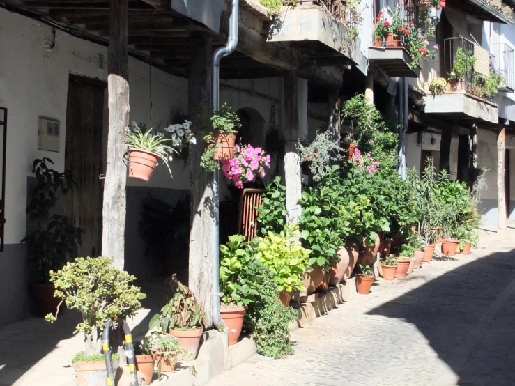 a row of pots with plants outside a house