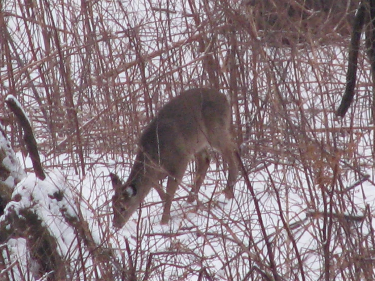 a deer is grazing in the snow by some trees