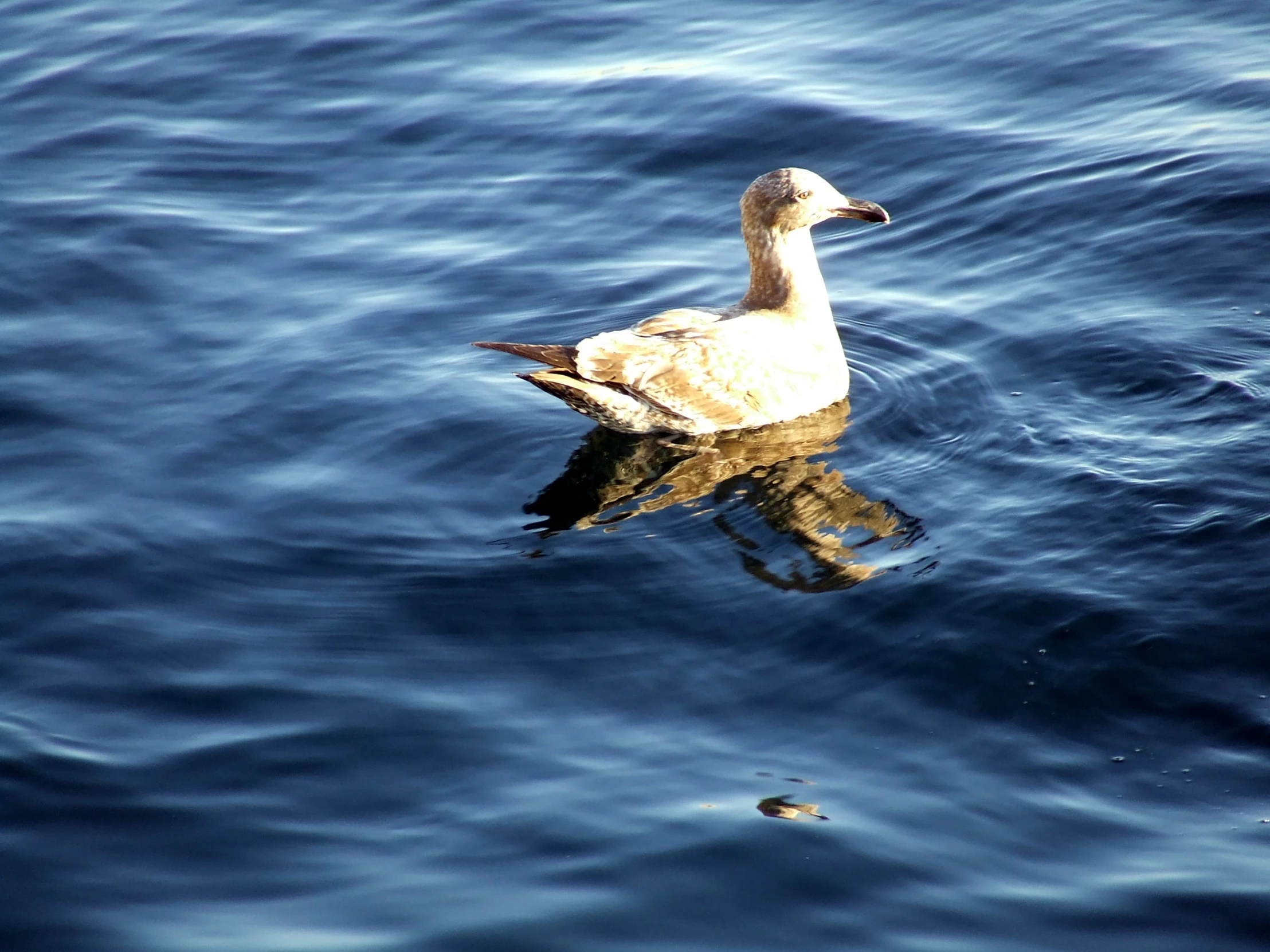 a large duck swimming across a lake next to another large body of water