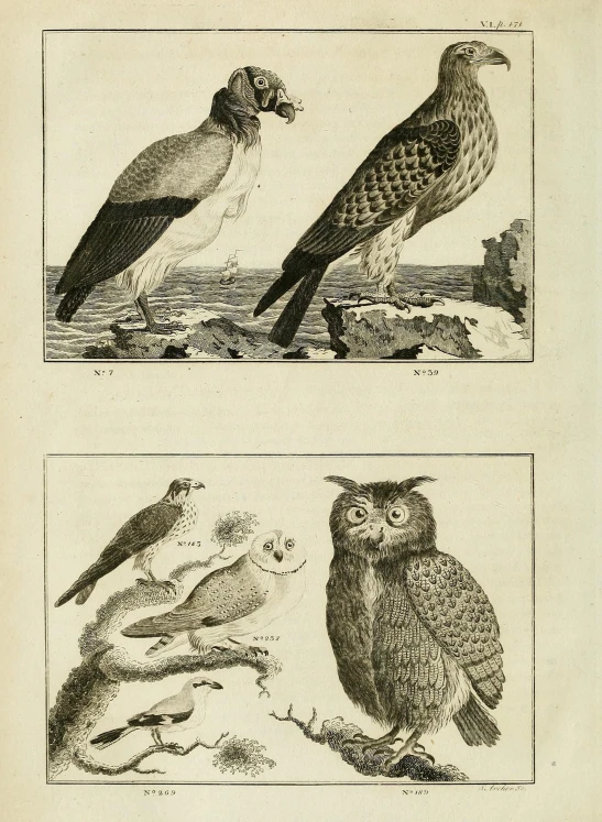 an old engraving of birds sitting on nches