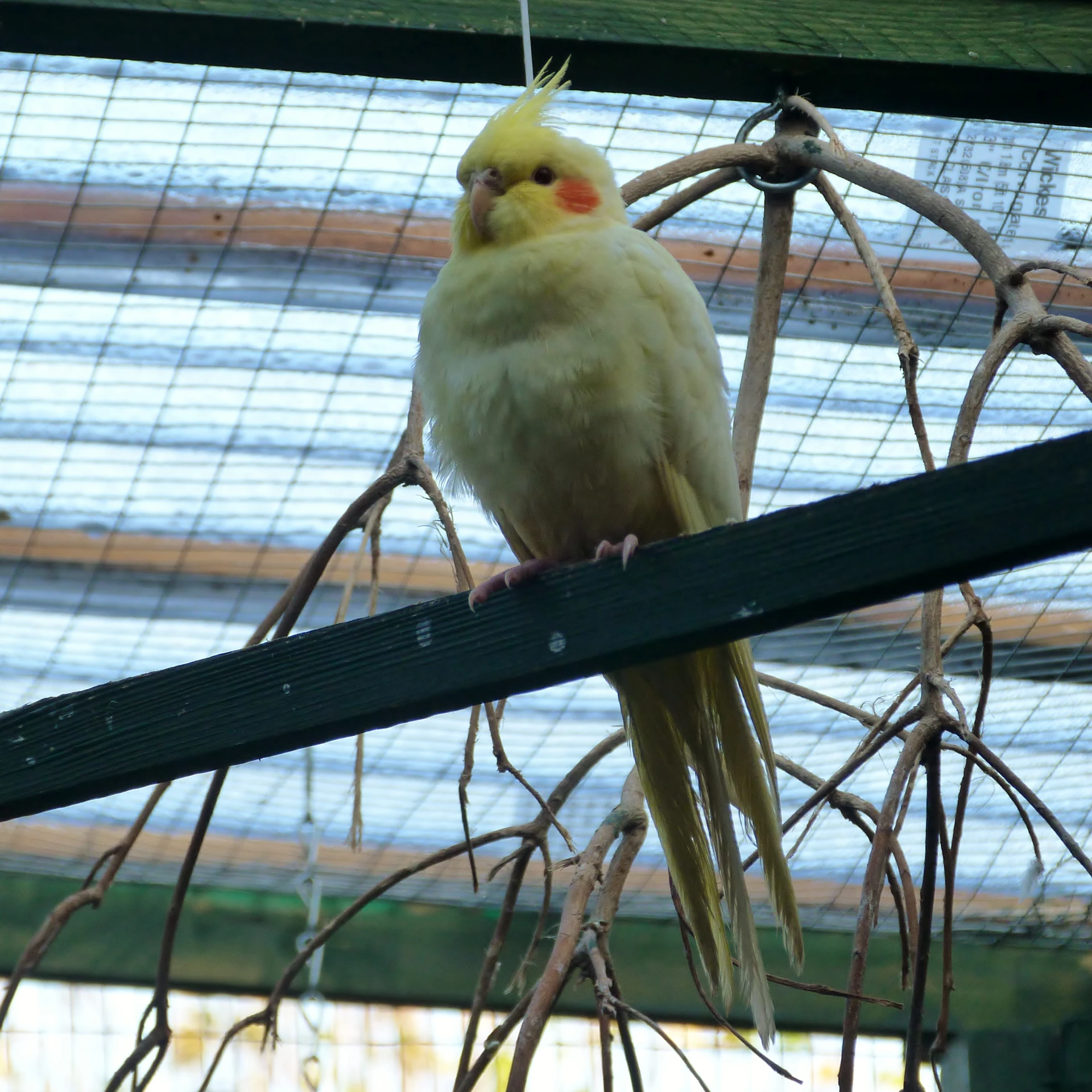 a yellow bird perched on a wooden piece