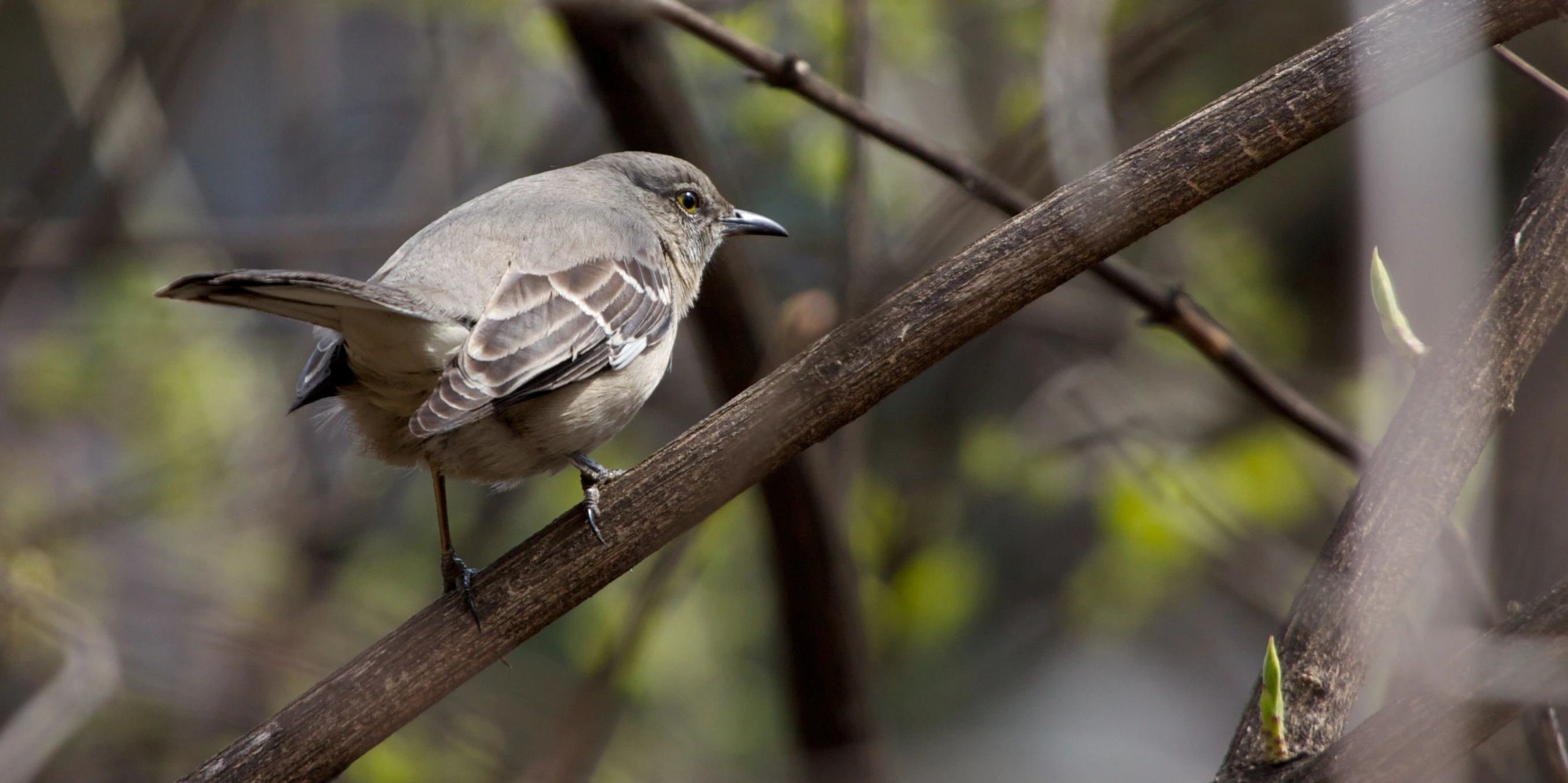 a small bird sitting on top of a tree nch