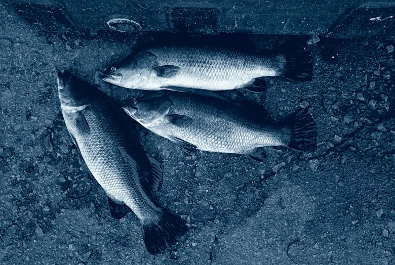 fish on the ground in black and white