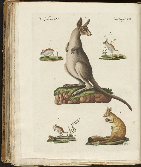a page in a book depicting animals of australia