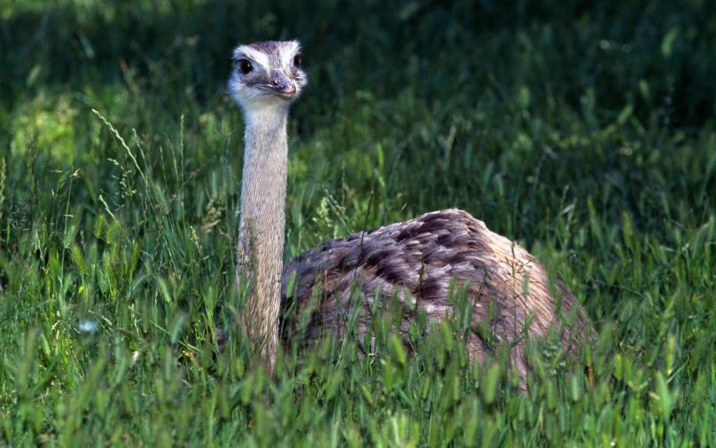 an ostrich is peeking out from the tall grass