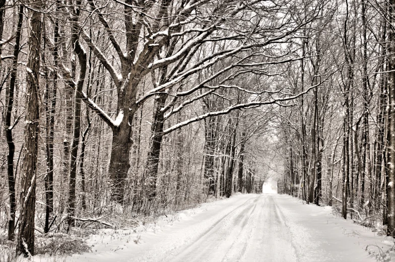 a snowy road with trees lined with snow