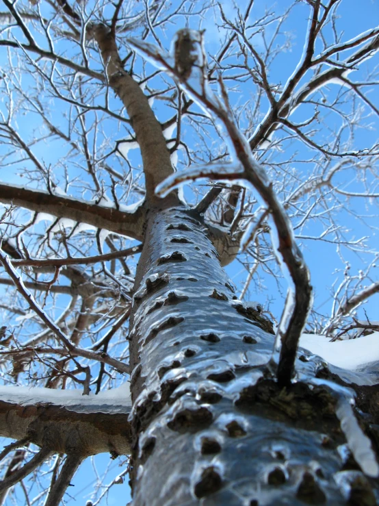 a tree with no leaves that is completely covered in snow