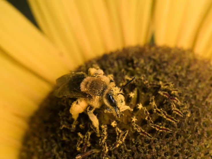 a close - up po of a bee on top of a large sunflower