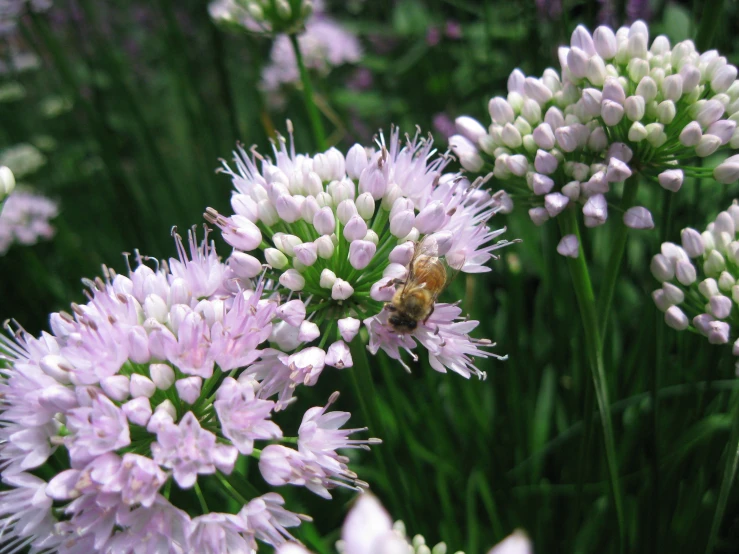 a bee on a white flower next to green and purple flowers