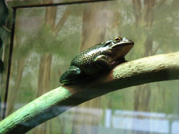 a green frog resting on top of a green nch