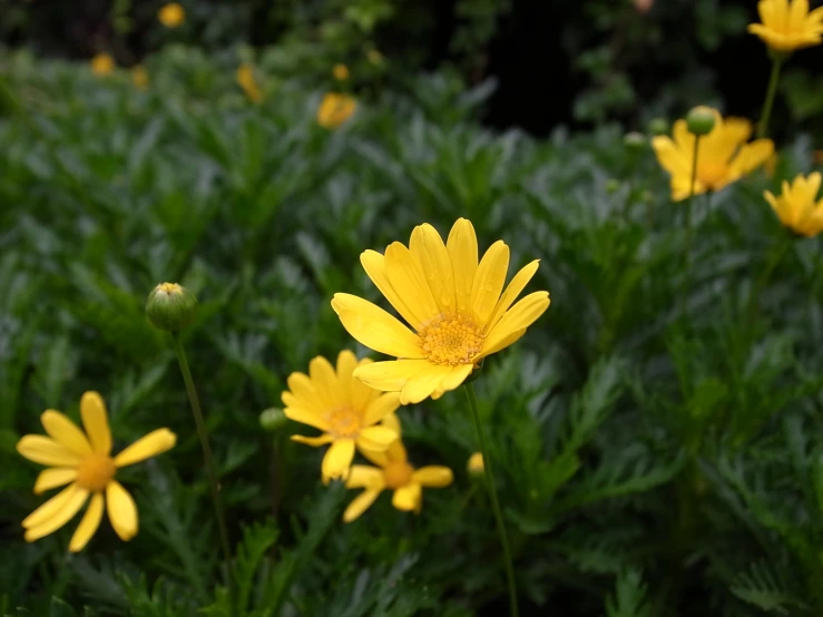 a bunch of yellow flowers growing in a field