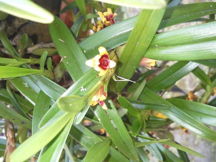 a close up view of flowers growing on a plant