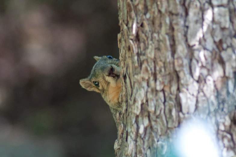 the face of an animal in the tree's bark