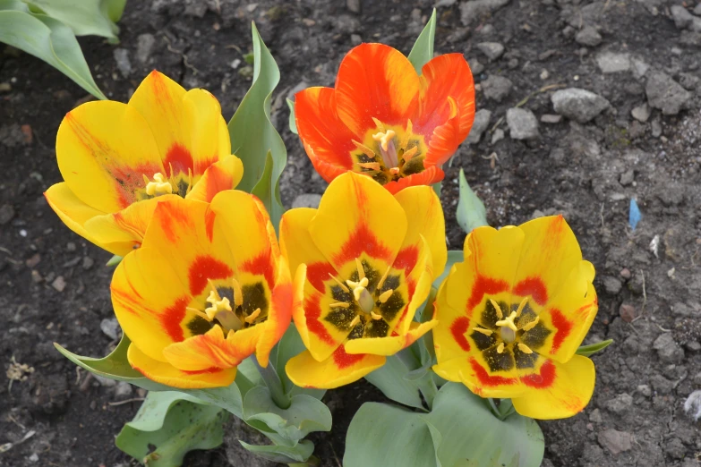 three orange and yellow flowers sit in dirt