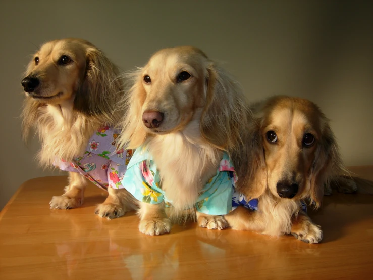three long haired dogs wearing pajamas on a table