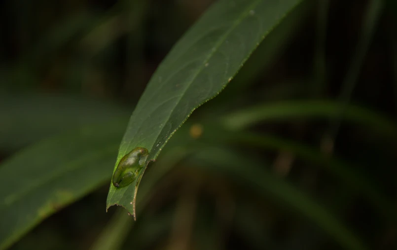 a blurry po of the inside of a leaf with water droplets on it