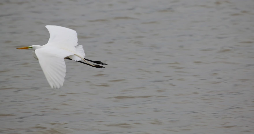 a bird flying over a body of water