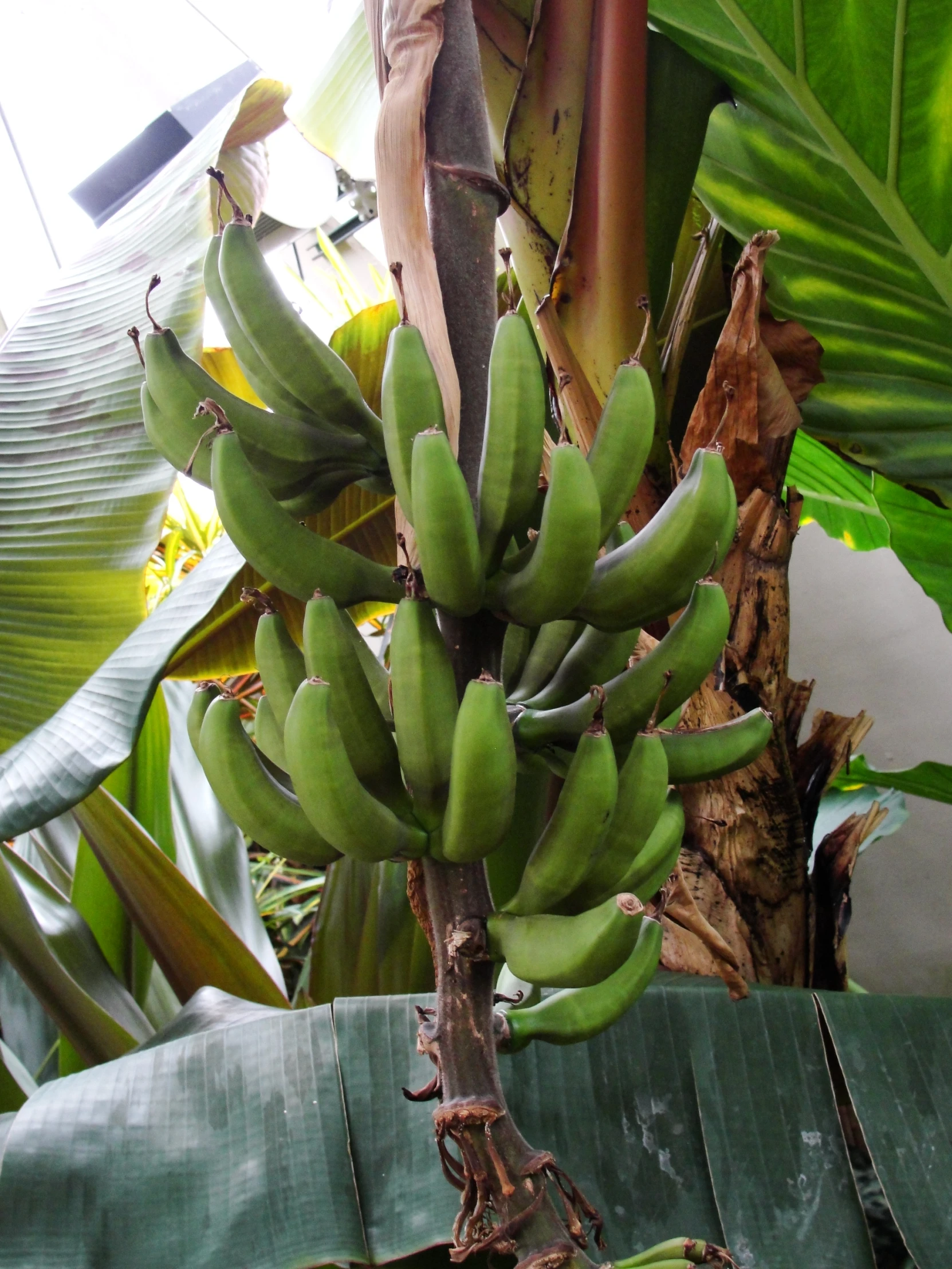 the green banana tree has already unripe