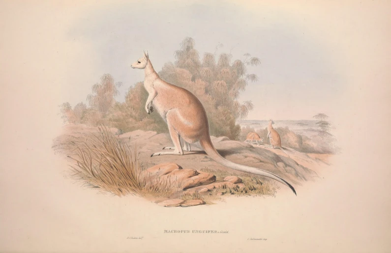 an illustration of a kangaroo on a rocky landscape