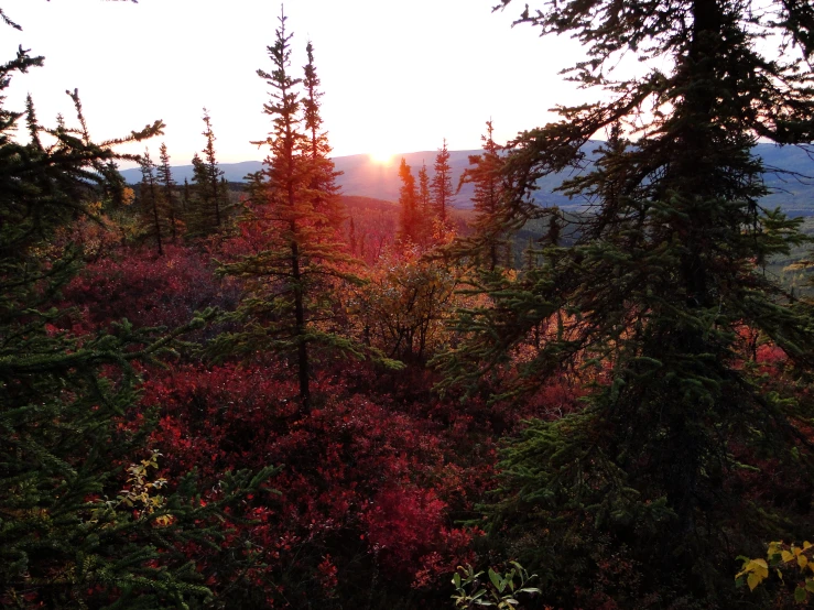 the sun rising behind some trees and foliage