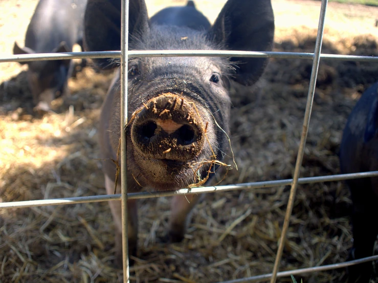 a pig poking its nose through the fence