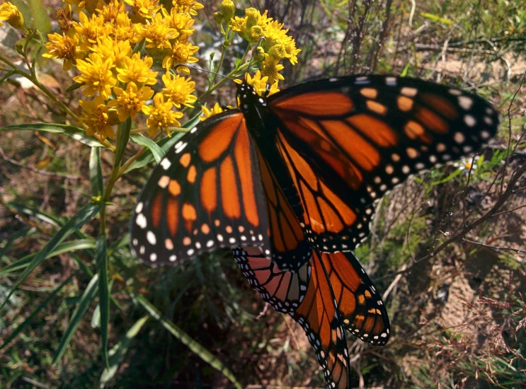 a group of erflies sitting on yellow flowers