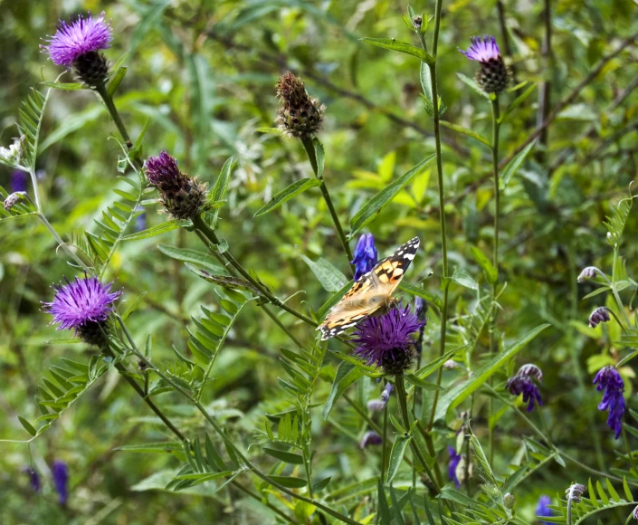 a erfly sits on a purple flower in a field of green