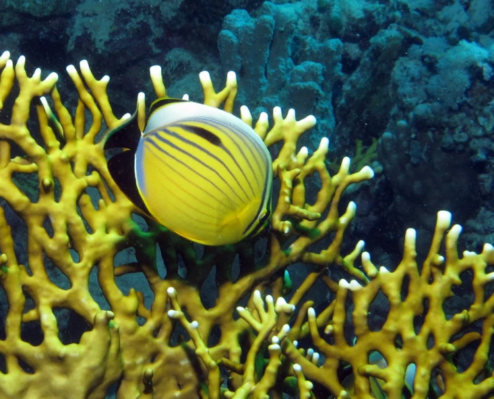 a fish that is on top of a coral