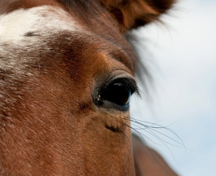 a close up of a horse with light brown hair