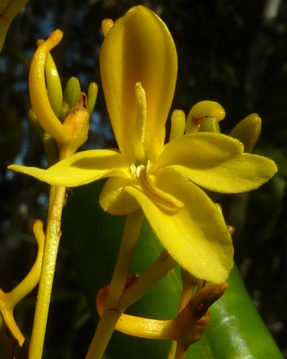 this plant is blooming in a small pot