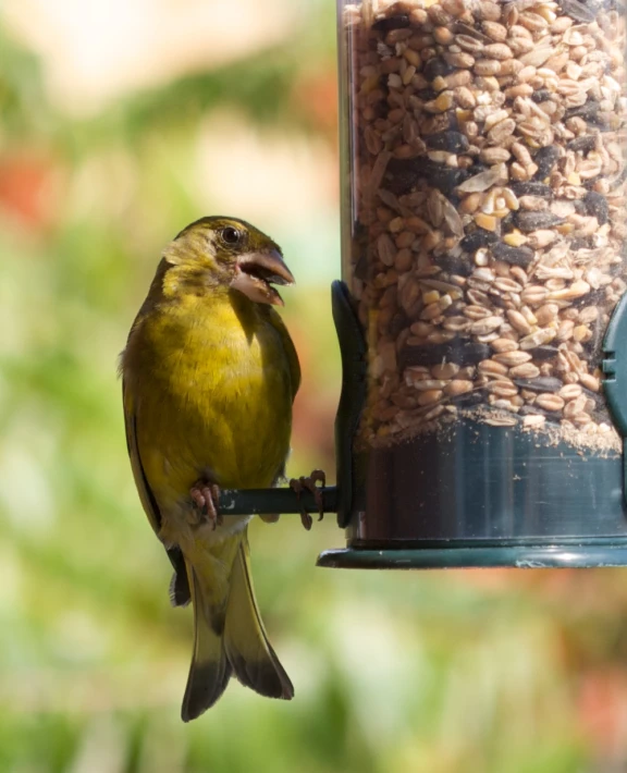 a small bird is perched on a bird feeder