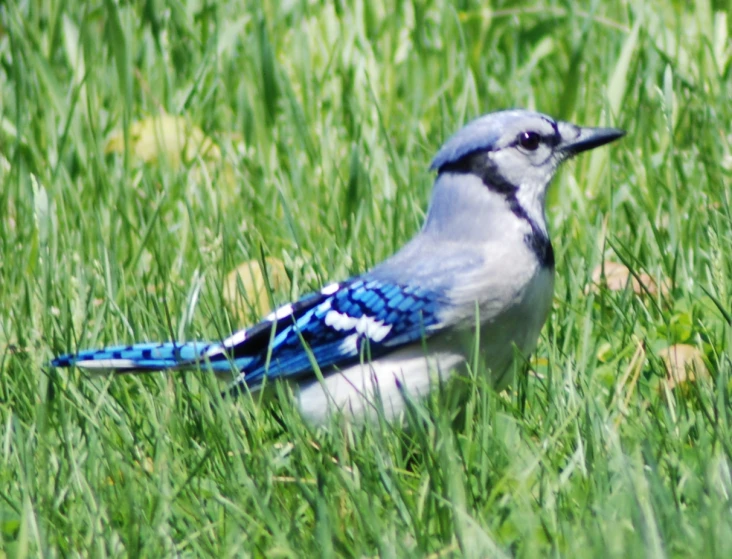 a blue jay sitting in the middle of some tall grass