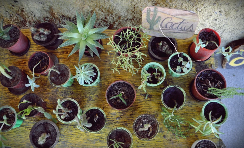 several different types of plants in pots on top of a wooden table