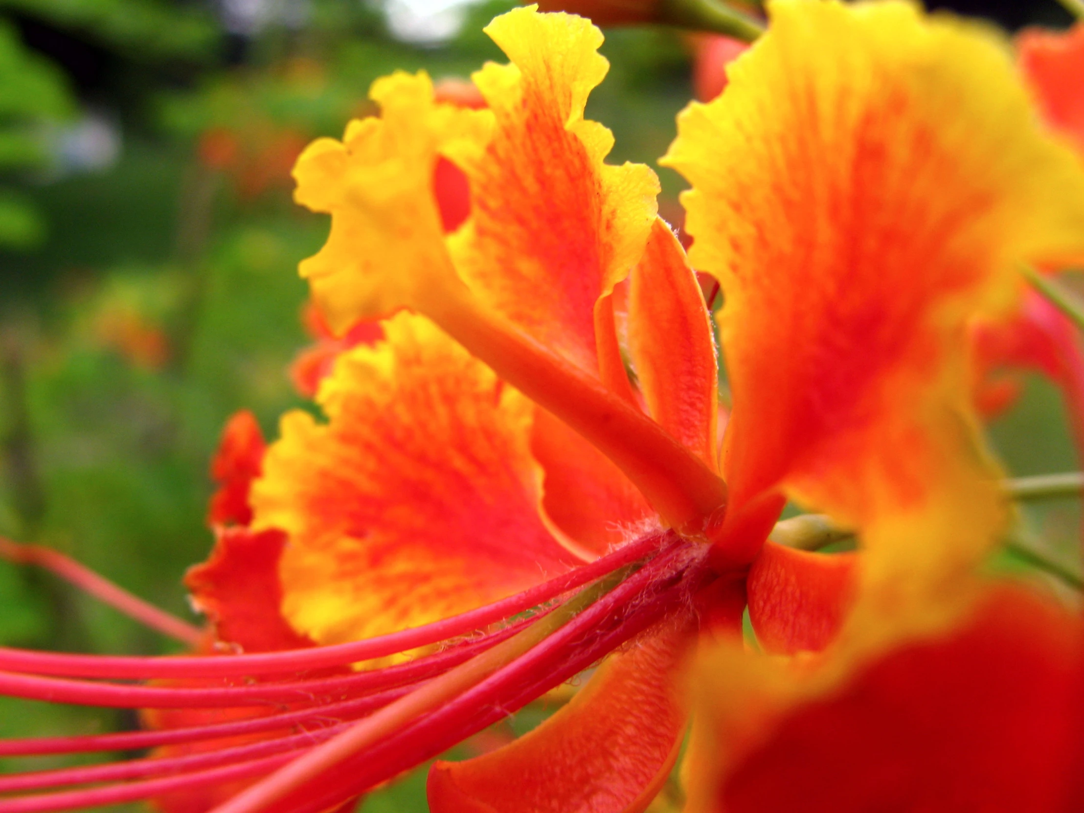 some colorful flowers that are very pretty