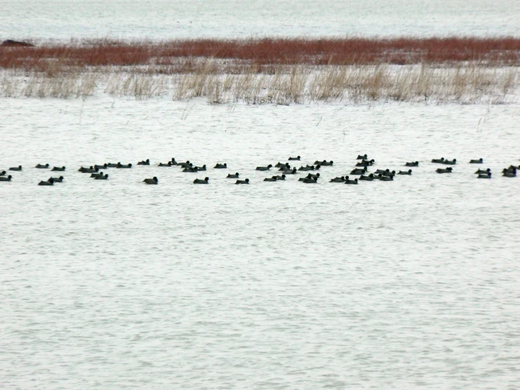 many ducks swimming in the water near a marsh