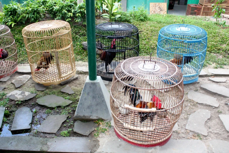 many cages with birds inside sitting in the grass
