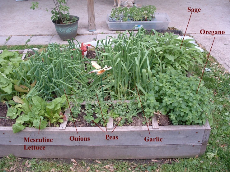 a box has various plants in it in a garden