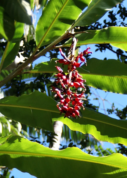 red fruit growing from the top of a green plant