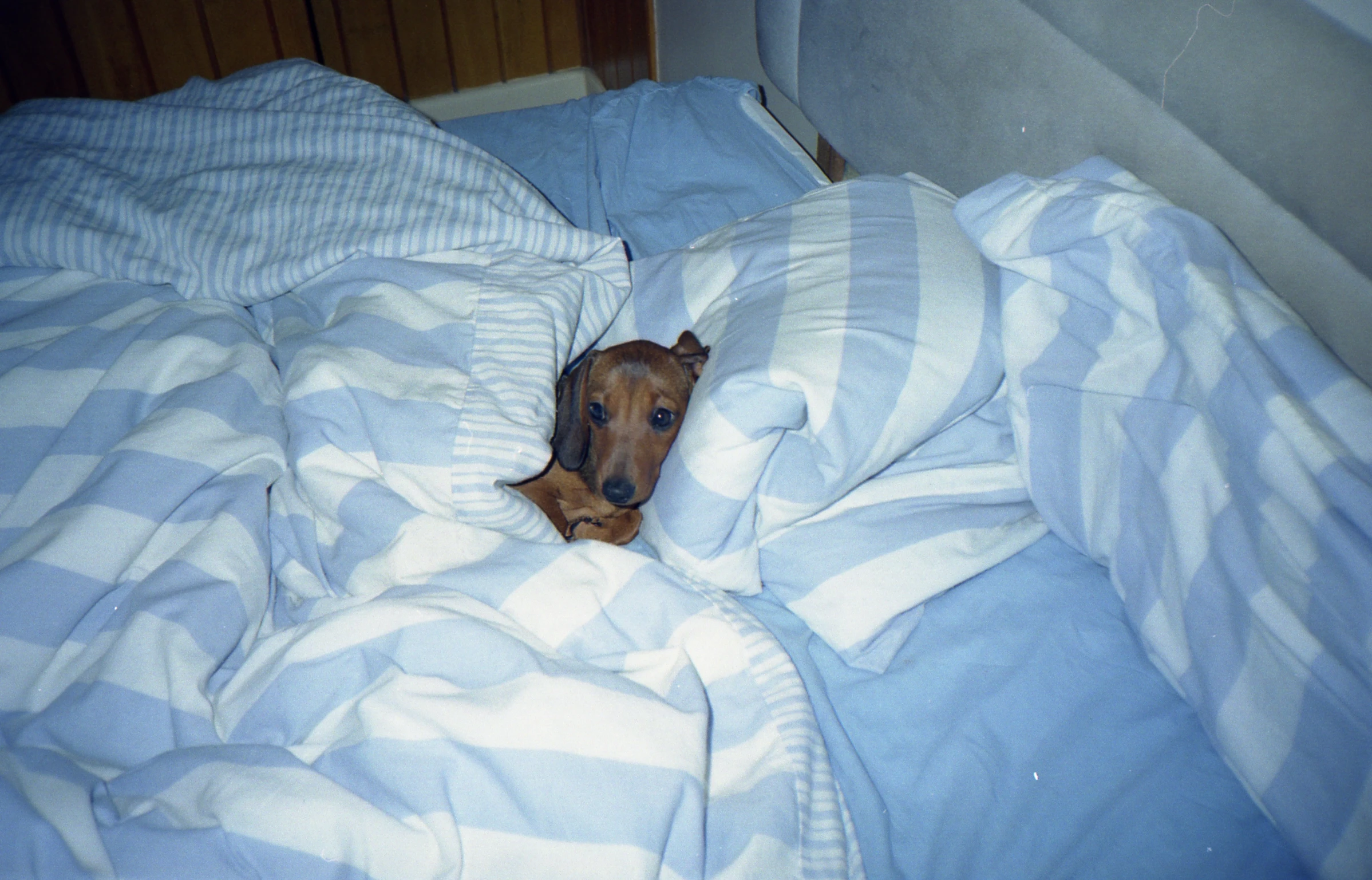 a little brown and white dog sleeping in bed