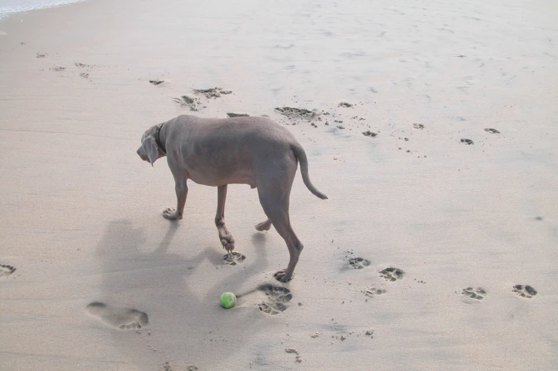 a gray dog is sniffing soing in the sand