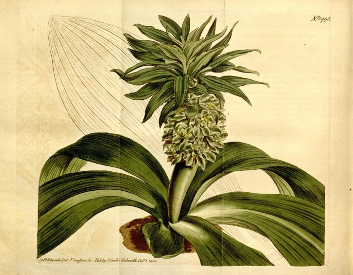 a drawing of a pineapple tree with leaves