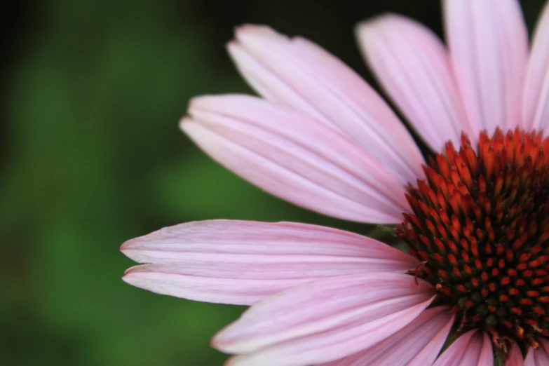 a close up of a flower on a blurry background