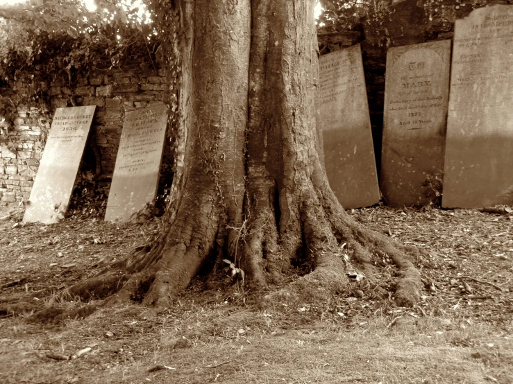a tall tree in a cemetery with grave markers