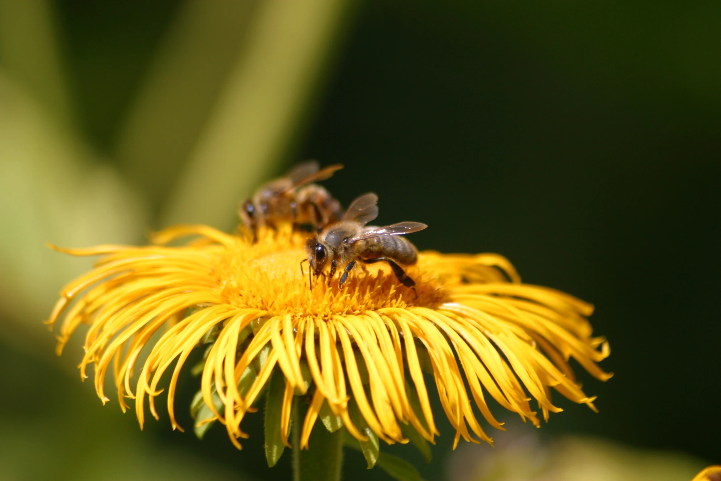 three bees work on the middle of a yellow flower