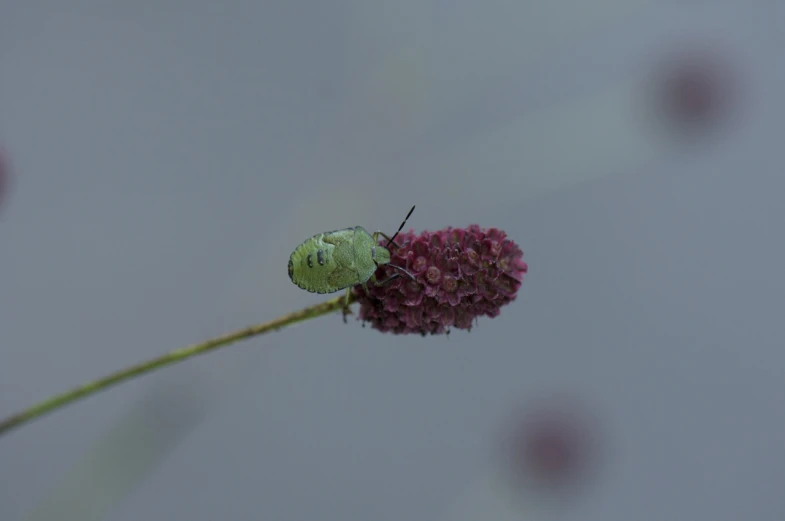 a green bug is on the tip of a pink flower